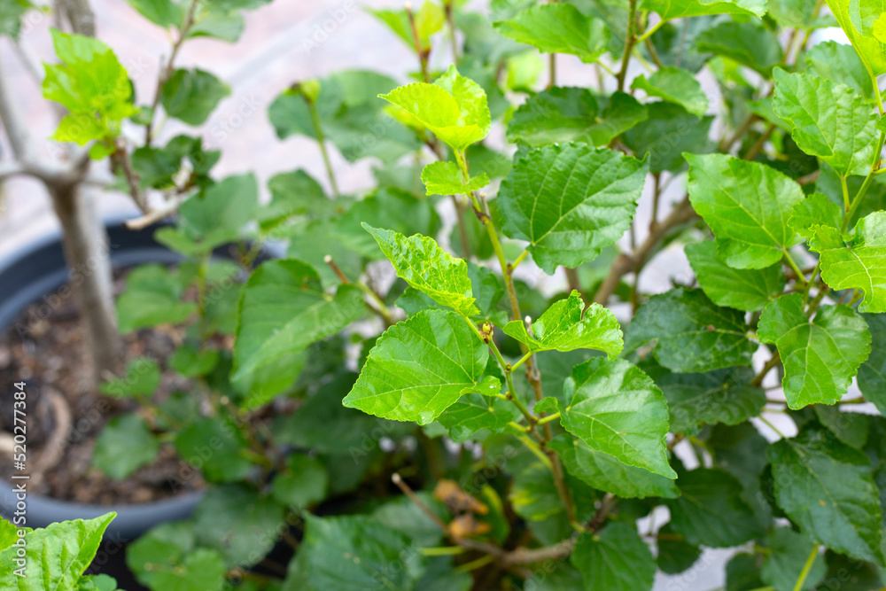 Fresh green leaves of mulberry tree in the garden Fresh green leaves of mulberry tree in the garden