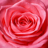 Petals of the rose.