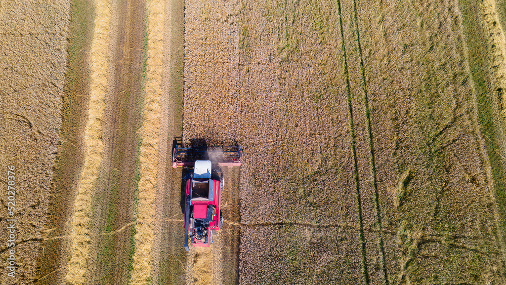 Aerial view combine harvester harvesting on the field. Harvesting wheat. Harvester machine working in field. Aerial view combine harvester harvesting on the field. Harvesting wheat. Harvester machine working in field.