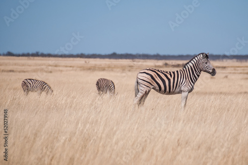 Zebra  Etosha National Park  Namibia