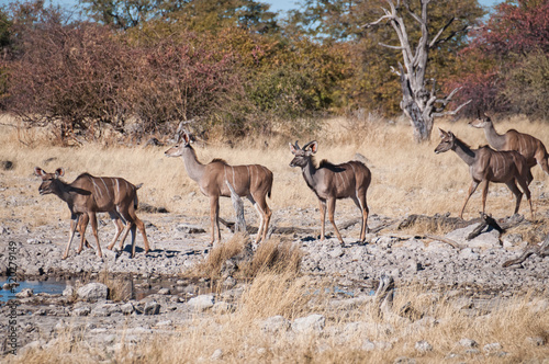 Kudu at the waterhole  Etosha National Park  Namibia