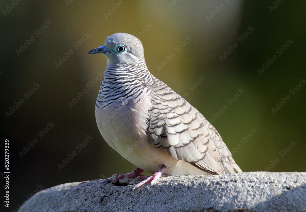 Peaceful dove bird sitting on a birdbath in a garden Peaceful dove bird sitting on a birdbath in a garden