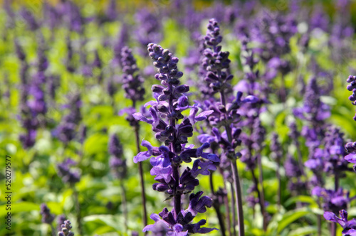 field of lavender