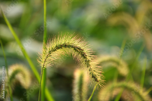 Foxtail flower