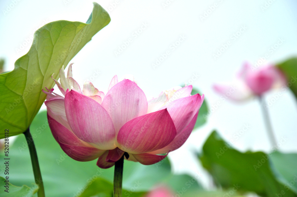 Blossoming lotus flowers