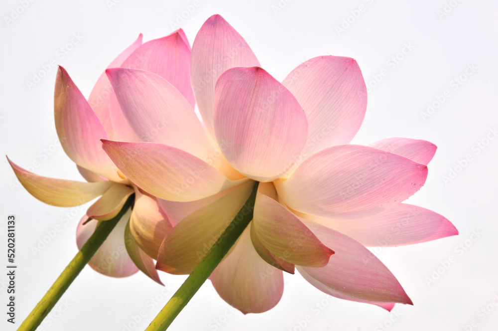 Fototapeta premium Blossoming lotus flowers