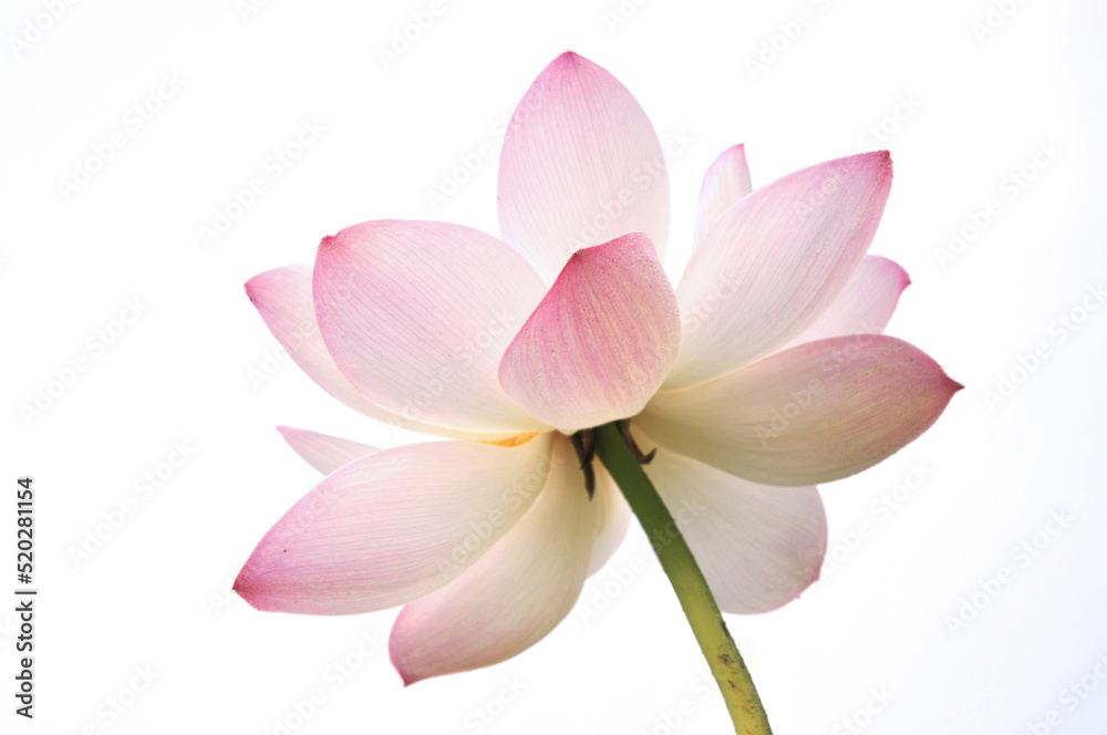 Blossoming lotus flowers