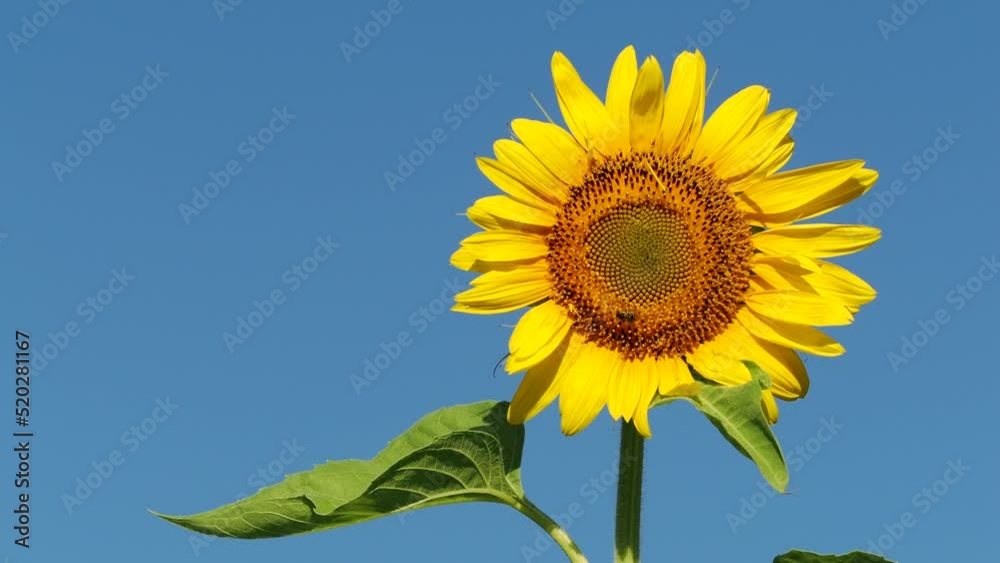 Tokyo,Japan - July 31, 2022: Closeup of disk florets of sunflower under blue sky
Tokyo,Japan - July 31, 2022: Closeup of disk florets of sunflower under blue sky