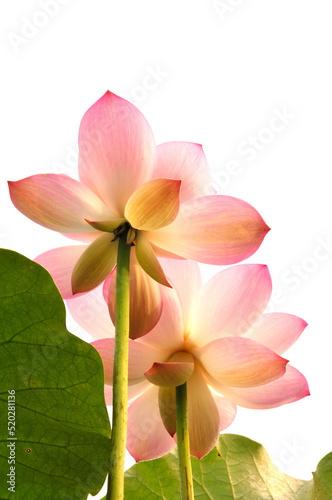 Blossoming lotus flowers