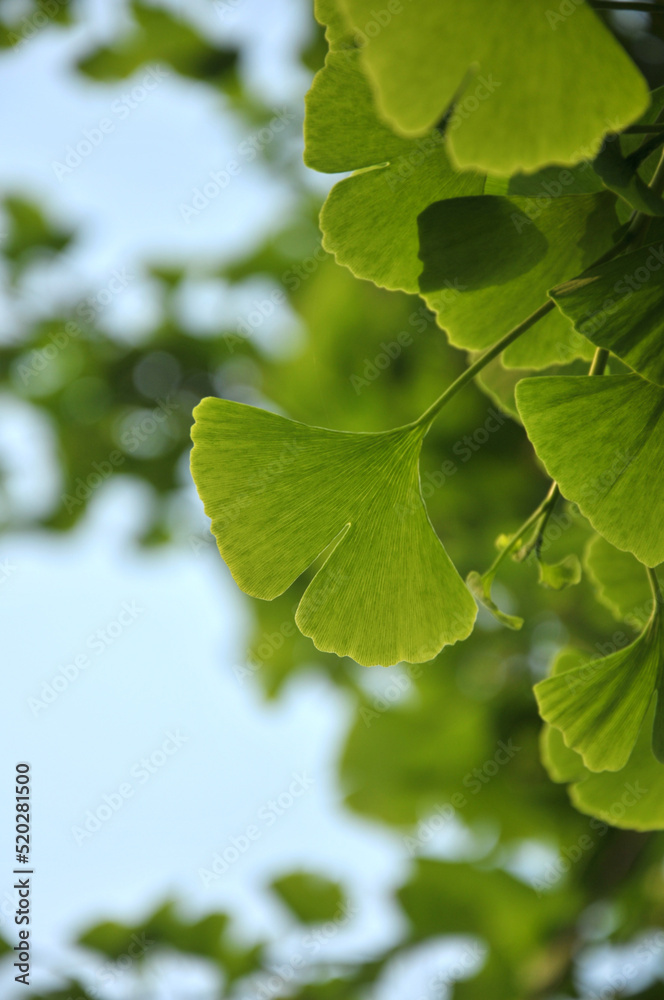 green ginkgo leaves in spring green ginkgo leaves in spring