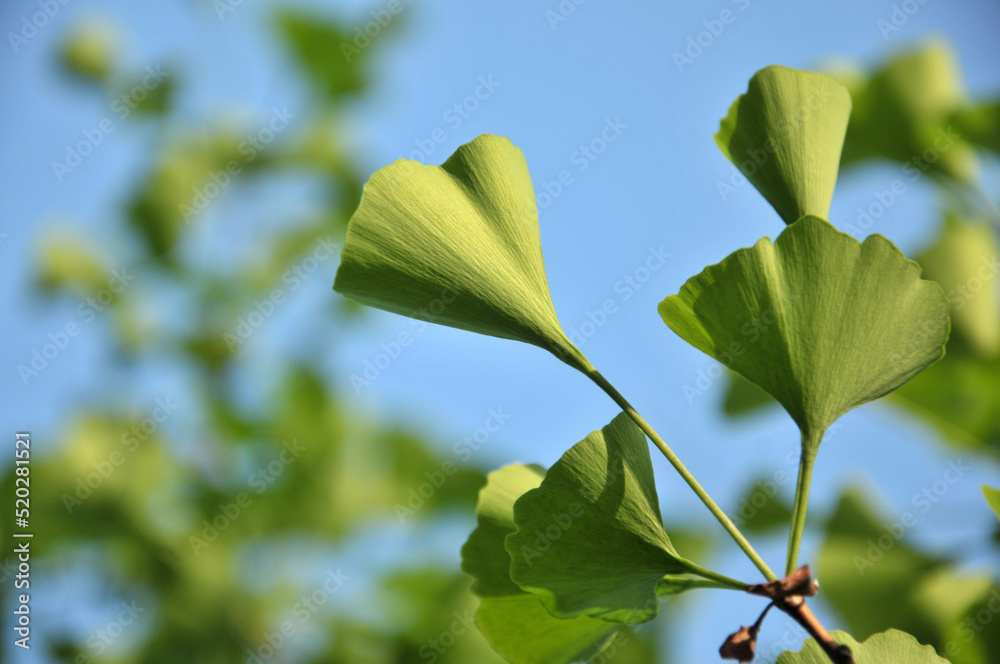 green ginkgo leaves in spring green ginkgo leaves in spring