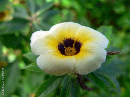 Close up of a white and yellow flower on a plant in a garden
