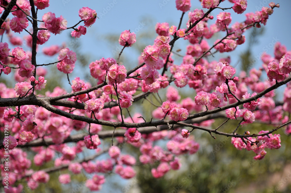 blossoming plum blossom in spring