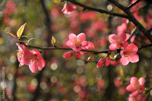 Chinese Flowing Crabapple