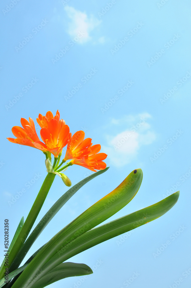 Orange Clivia Flower and Buds Orange Clivia Flower and Buds