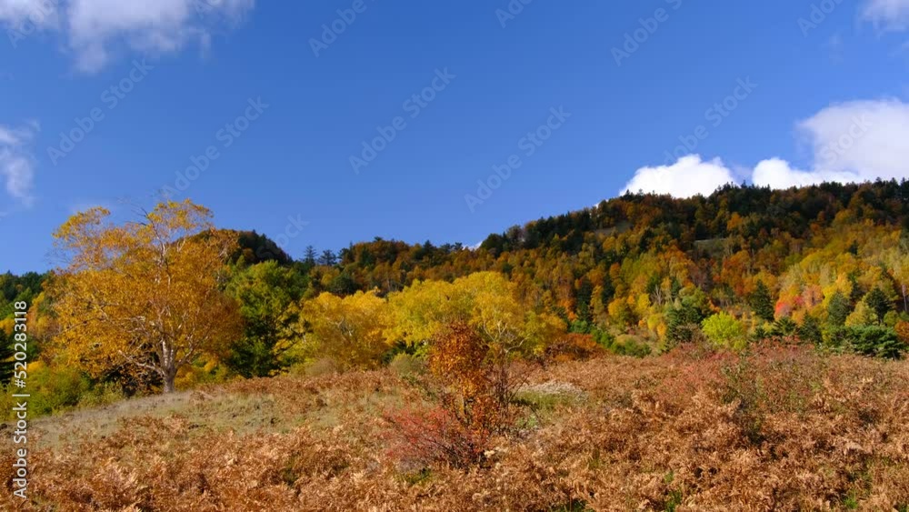 森の紅葉 森の紅葉