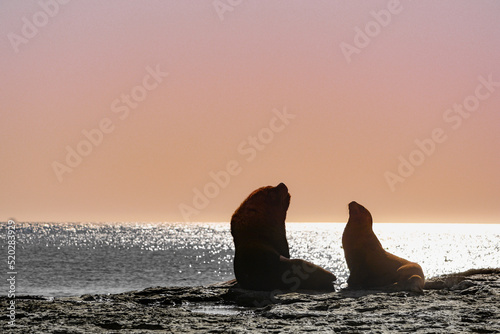 Silhouette of a couple of South American sea lion also called southern sea lion and fur seal rest in a beautiful scenery during sunset in Peninsula Valdes, Argentina.