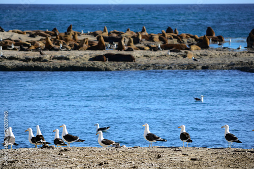 A colony of birds and South American sea lions (Otaria flavescens) in the Loberia viewpoint near to Puerto Piramides in Peninsula Valdes, a nature reserve in the Patagonian coast of Argentina. photo