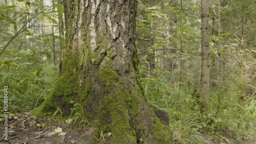 Old trees with lichen and moss in forest. Forest trees nature green wood. Moss on the tree in the forest photo