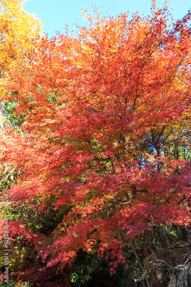 京都の紅葉