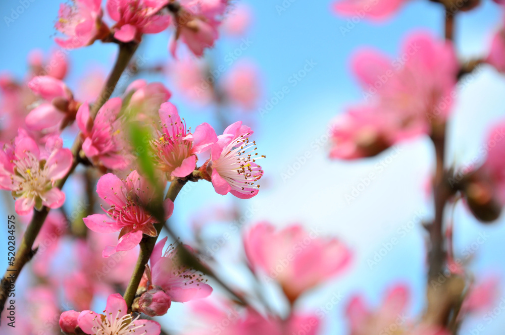 Peach blossom in spring time