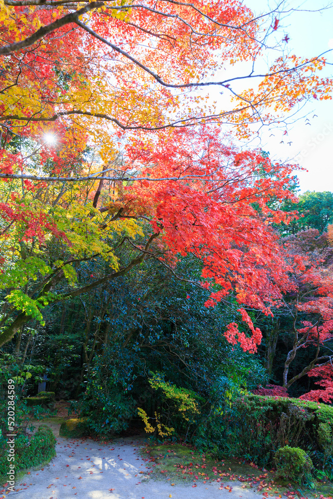 京都の紅葉