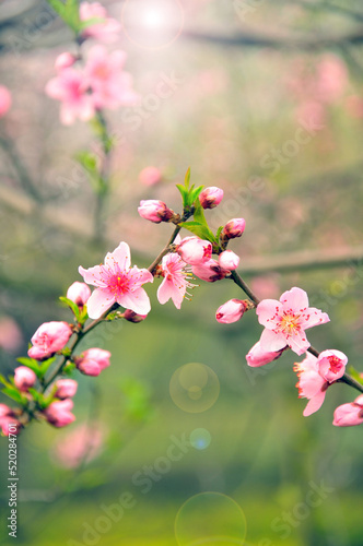 Peach blossom in spring time © 曹宇