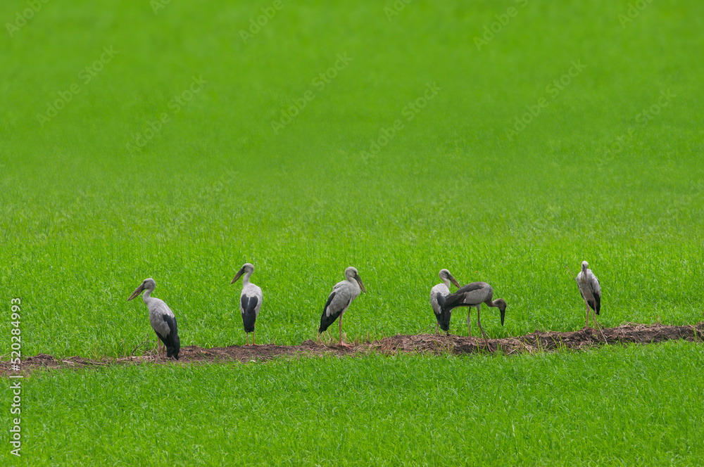 Flocks of birds stand in a row on the green rice fields. Flocks of birds stand in a row on the green rice fields.