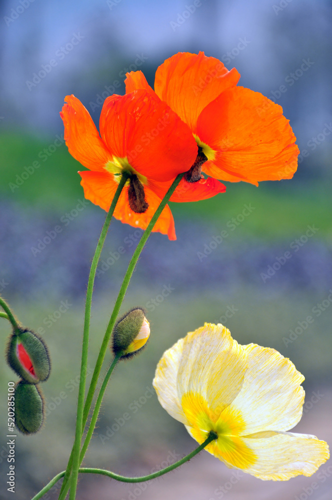 Naklejka premium blossoming poppy flower