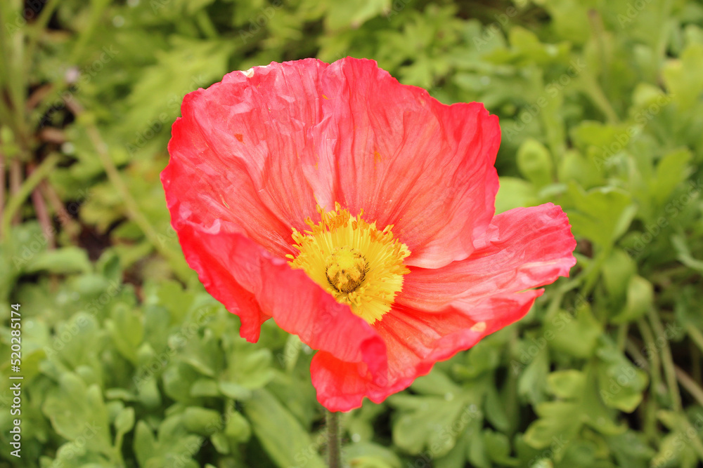 Obraz premium Crinkly flower