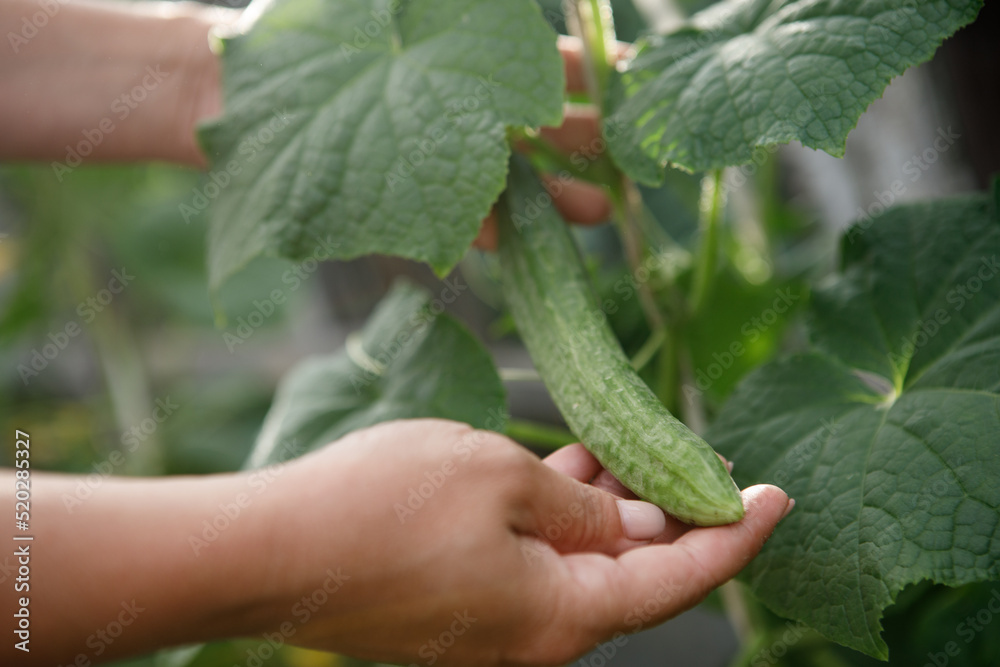 Female hands hold a ripe cucumber growing in a garden bed in natural conditions. Female hands hold a ripe cucumber growing in a garden bed in natural conditions.