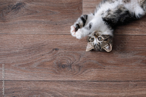 A white gray kitten plays on the floor