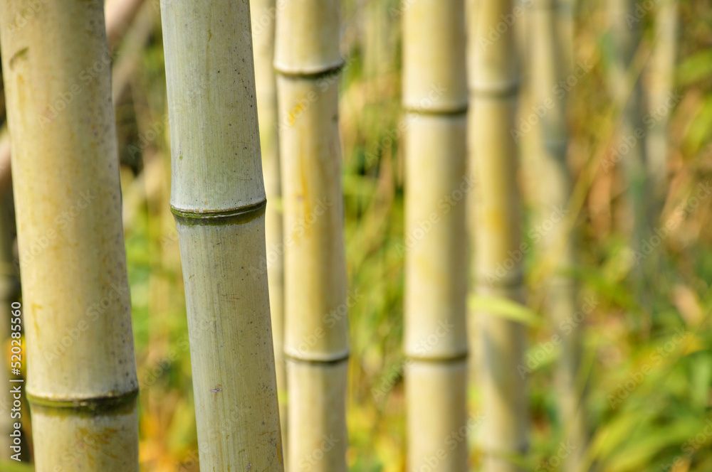 sun shining through the bamboo forest sun shining through the bamboo forest