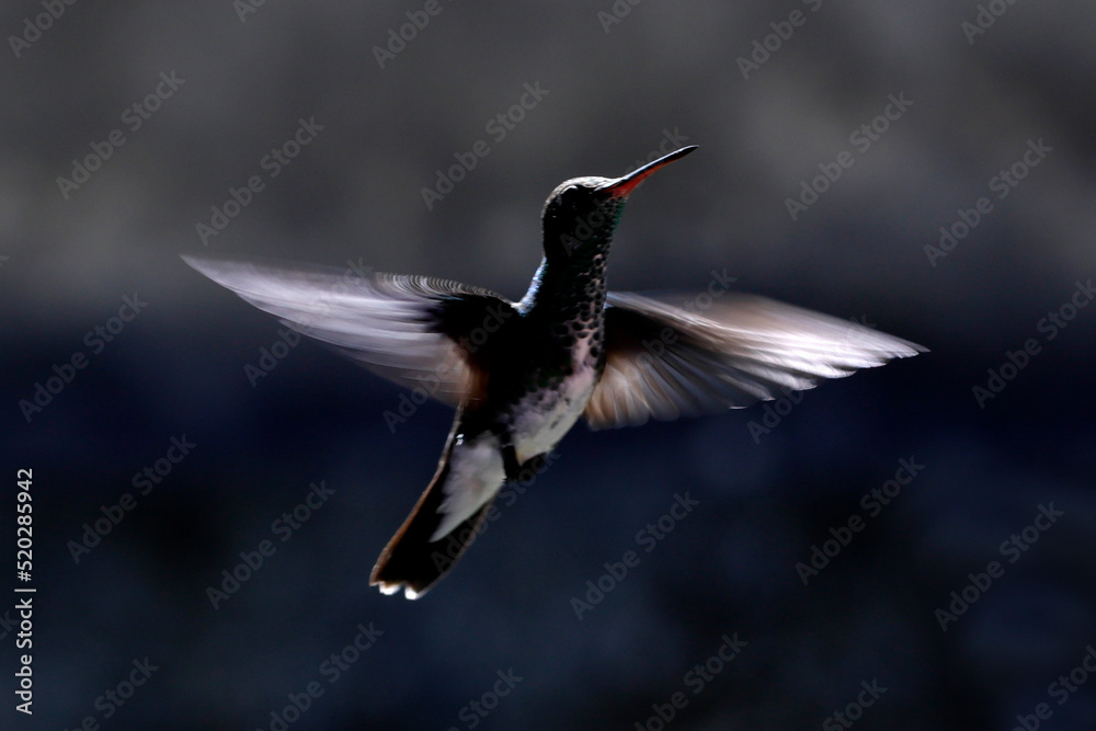 Fototapeta premium Humming bird