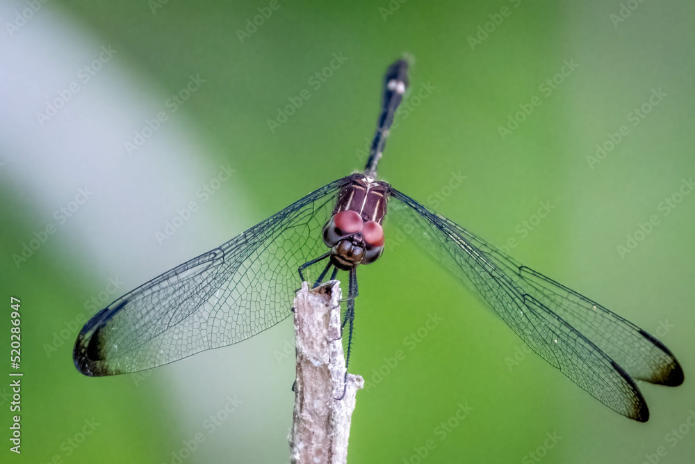 A Swift Setwing (Dythemis velox) perches on a twig. Raleigh, North Carolina. A Swift Setwing (Dythemis velox) perches on a twig. Raleigh, North Carolina.