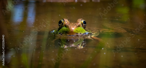 A Green Frog (Lithobates clamitans) peeks it head out of the water. Raleigh, North Carolina.