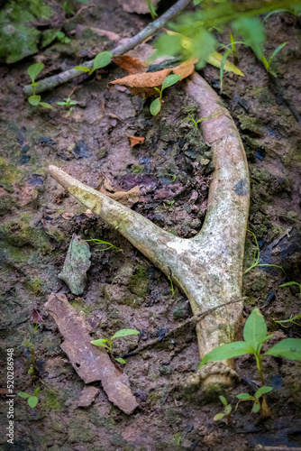 An old Whitetail Deer (Odocoileus virginianus) antler has gnaw marks on a tine, providing nutrients to other wildlife. Raleigh, North Carolina.