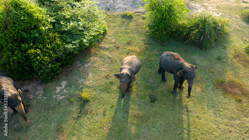 Photography Aerial drone of Herd of elephants in their natural habitat