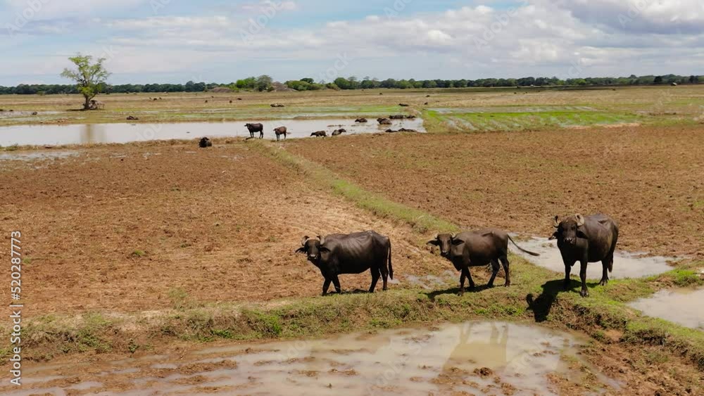 Aerial view of Buffaloes on farmland in rural areas in Sri Lanka. Sri Lanka. Aerial view of Buffaloes on farmland in rural areas in Sri Lanka. Sri Lanka.