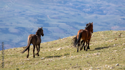 Herd of wild horses running in the mountains in the western United States