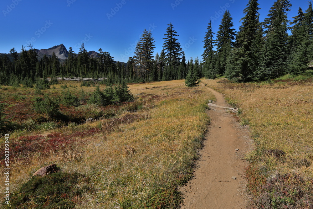 Obraz premium Beautiful PCT Trail in Oregon Section