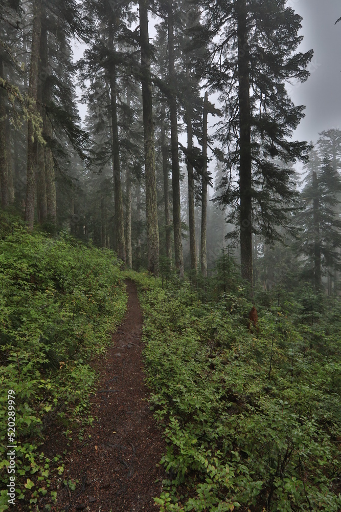 Beautiful PCT Trail in Oregon Section Beautiful PCT Trail in Oregon Section