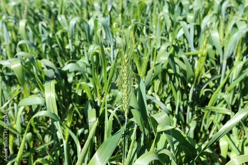 Green ears of grain crops on a collective farm field in Israel.