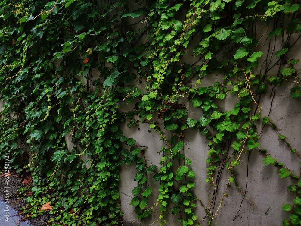 wall climbing ivy
