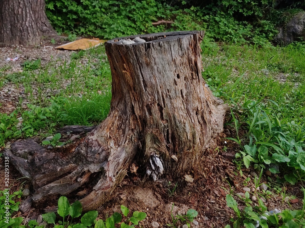 cut tree trunk
cut tree trunk