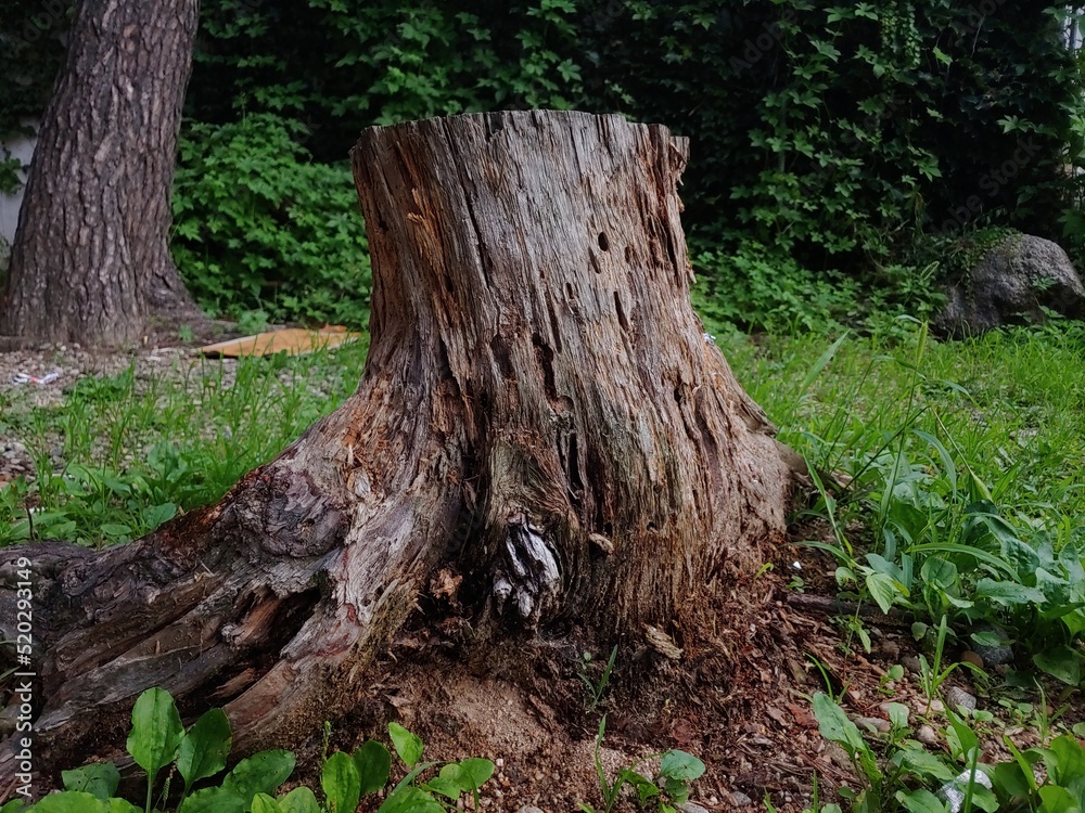 Obraz premium cut tree trunk 