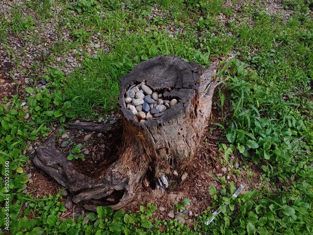 Obraz premium cut tree trunk 