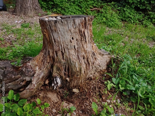 cut tree trunk 