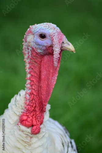 Turkey head or face close up. Portrait of a gobbler against green grass background.