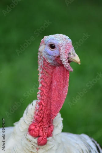 Turkey head close up.